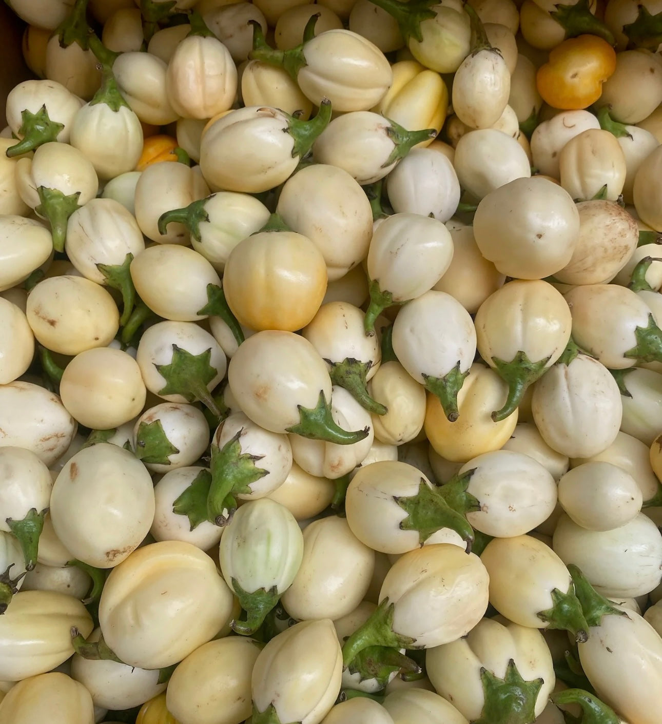Aubergines fraîches