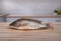 Tilapia gris
