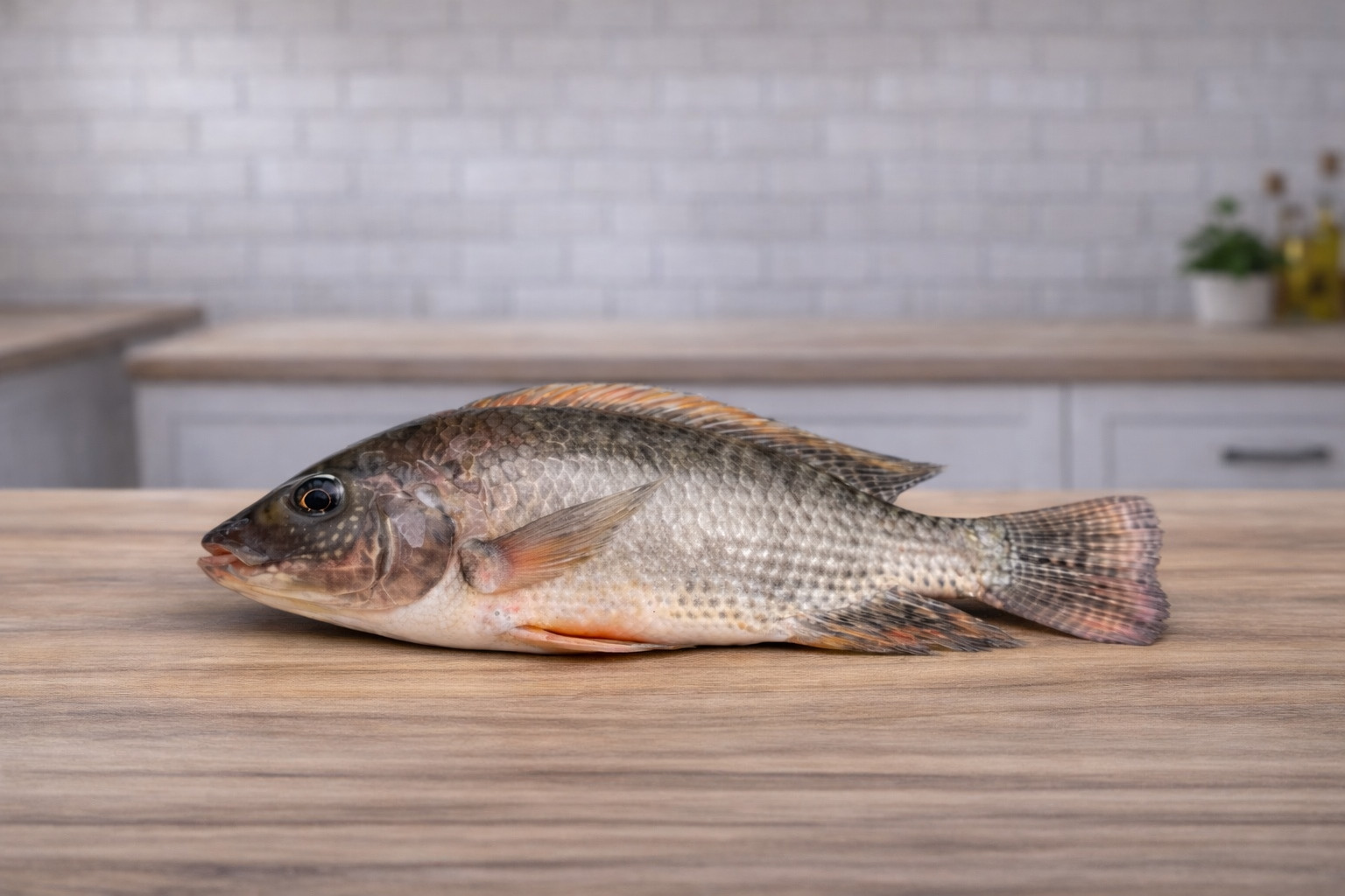 Tilapia gris